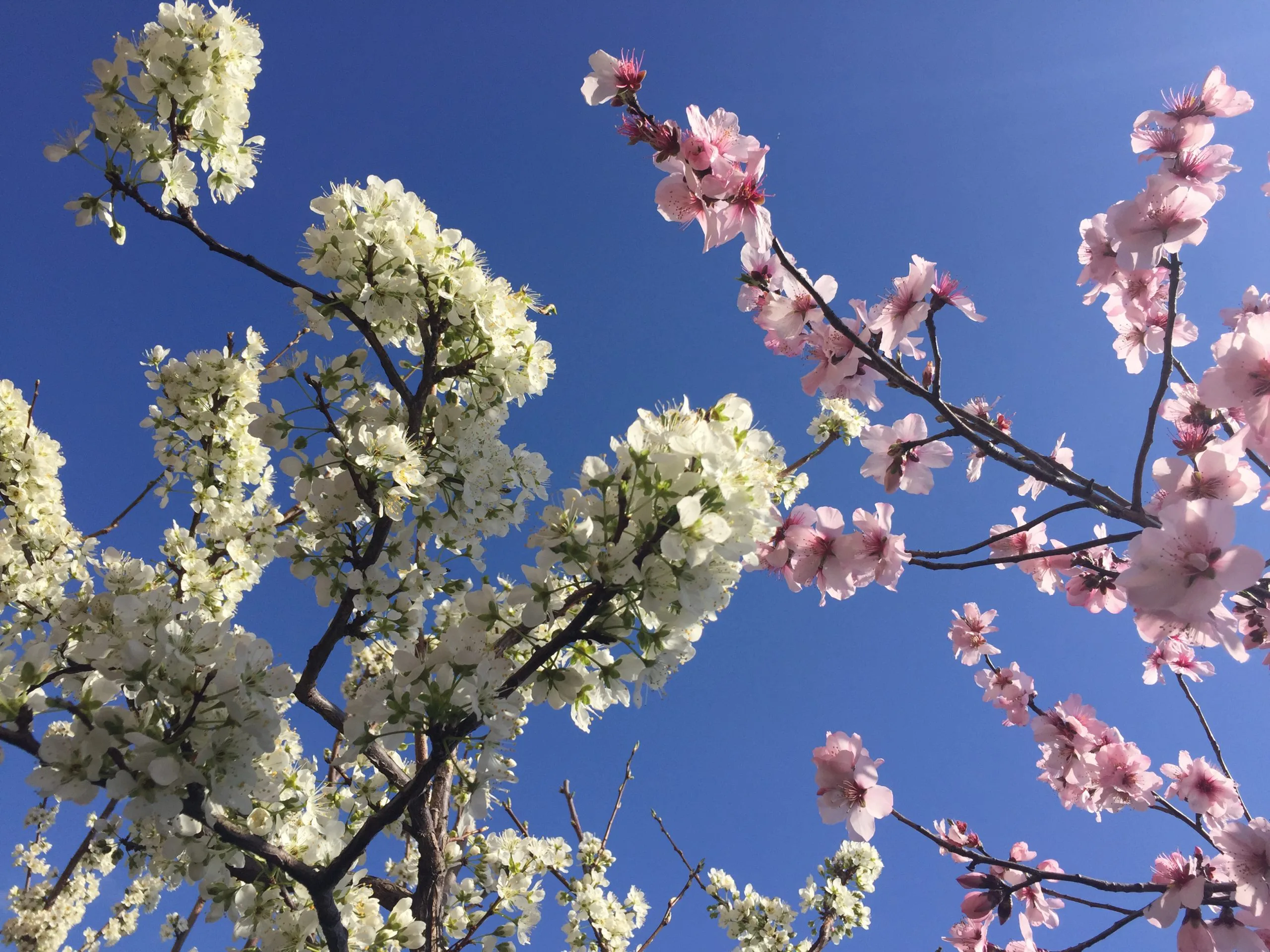 開花 ささくら整形と手のクリニック